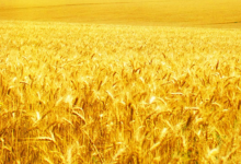 5�Ҿ�����ѡ������ũҵ��ҵ�������ص���ͷ��ҵ����412��ȫ��������-������Ե��