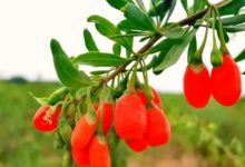 《枸杞酒》国家标准本年度11月起实施-不朽情缘网