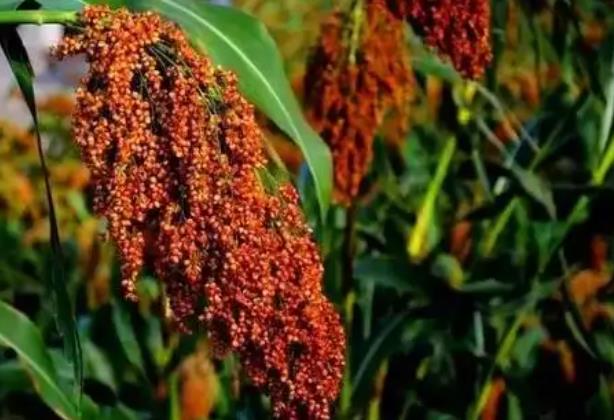 茅台提高酒用高粱收购价-不朽情缘网