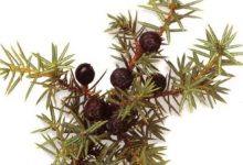 日本草木研究所推出森林杜松子酒-不朽情缘网