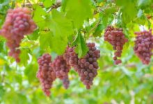 新西兰成立国家葡萄酒中心以促进葡萄酒产业发展-不朽情缘网