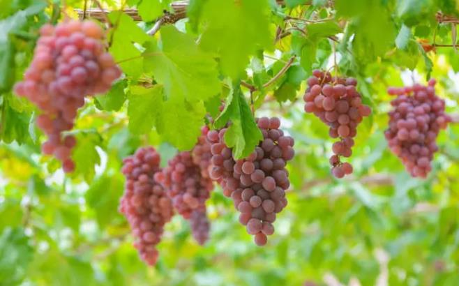 国际葡萄与葡萄酒组织:2021中国葡萄园面积全球第三-不朽情缘网