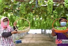 “怀来葡匠”小葡萄串起乡村振兴大产业-不朽情缘网