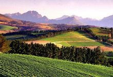 宁夏贺兰山东麓葡萄酒产业多项重点建设项目加速进行中-不朽情缘网