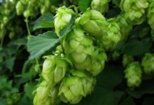 日本推出牡蛎壳酿造的啤酒-不朽情缘网