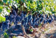 新疆焉耆葡萄酒产值超1亿元-不朽情缘网