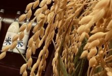 双塔米酿完成数百万天使轮融资-不朽情缘网