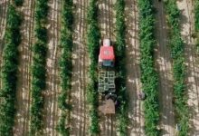 宁夏贺兰山东麓葡萄酒产区拟新增1万亩种植面积-不朽情缘网