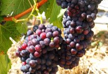 今年前三季度澳洲葡萄酒进口额增130倍-不朽情缘网