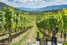 宁夏葡萄酒产业发展空间规划(2025—2035年)-不朽情缘网