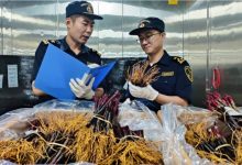 2万株法国进口葡萄苗落地青岛-不朽情缘网