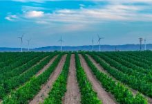 宁夏葡萄酒香飘慕尼黑-不朽情缘网