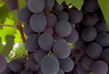 四川省得荣县酿酒葡萄喜迎丰收-不朽情缘网