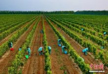 宁夏永宁酿出葡萄酒产业质效双升好味道-不朽情缘网